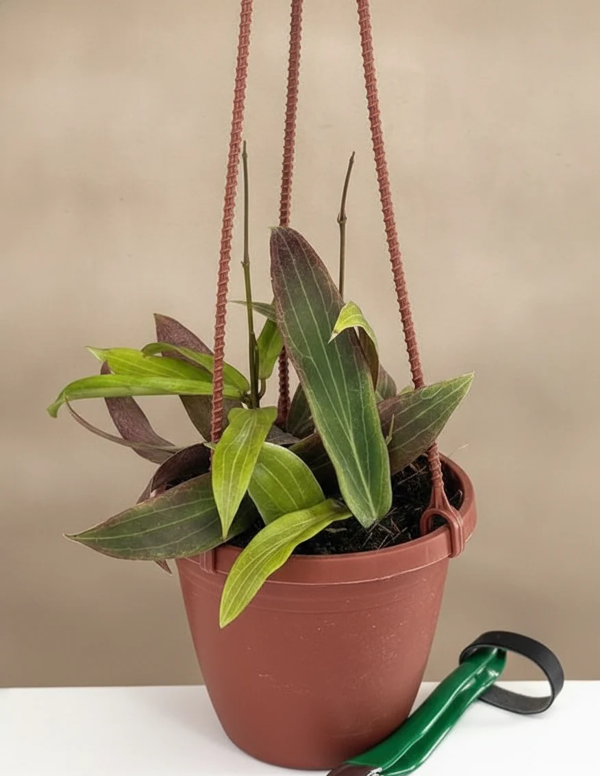 Hoya Bordenii