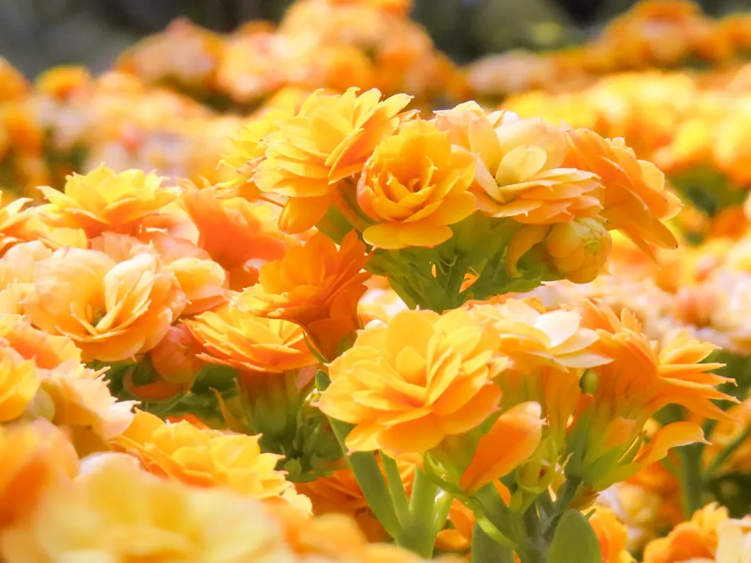 Kalanchoe (Kalanchoé)