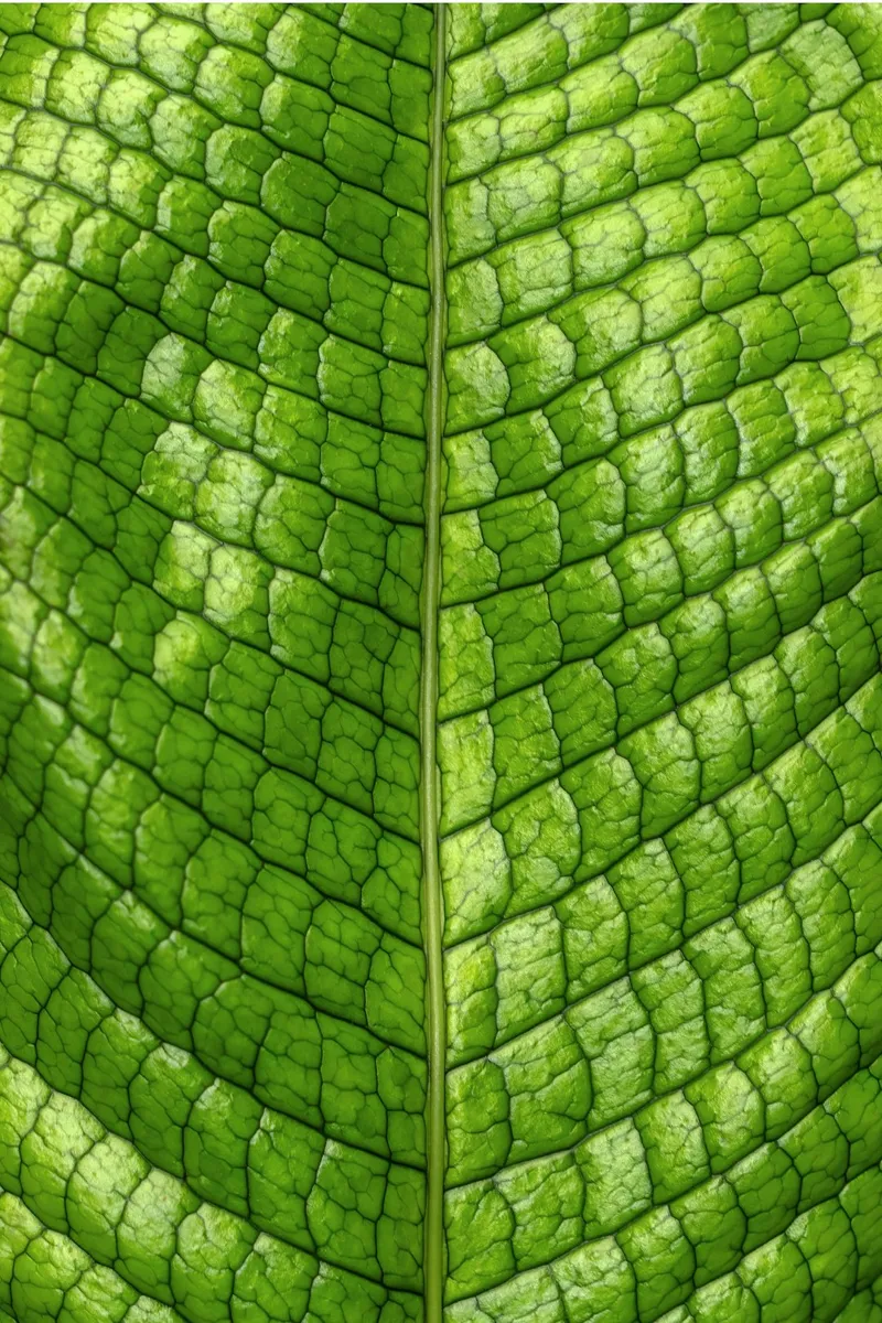 Crocodile Fern (Fougère Crocodile)