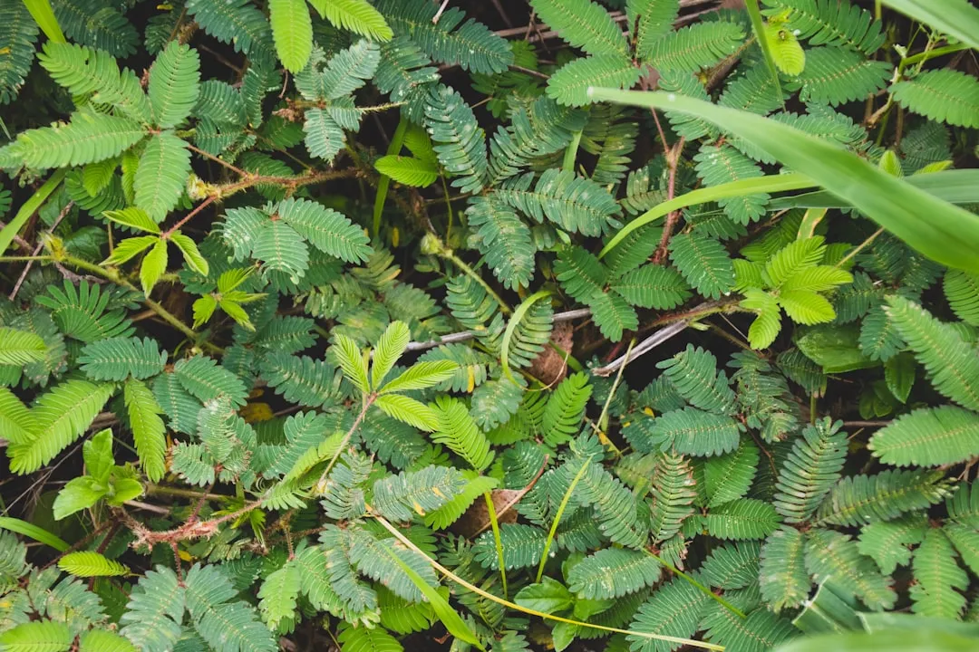 Sensitive Plant (Mimosa Sensitif)