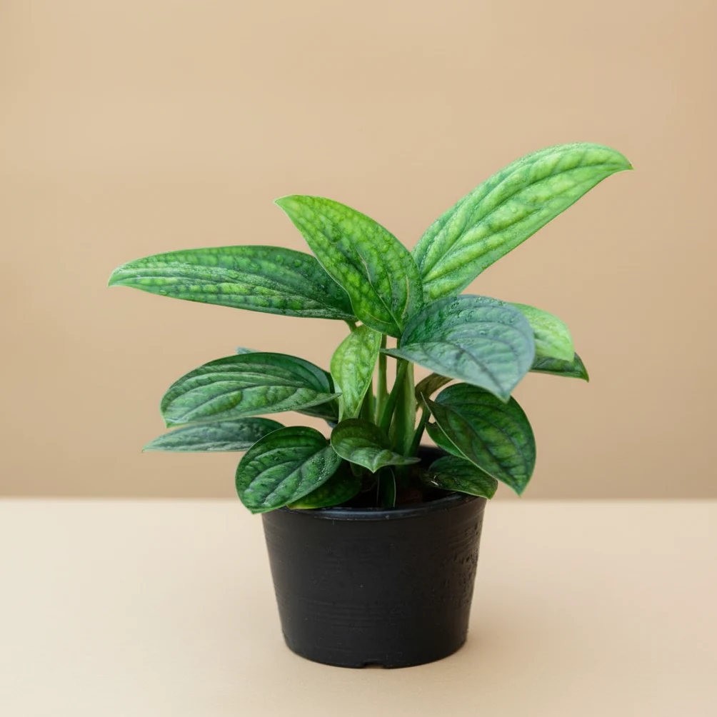 Monstera Peru