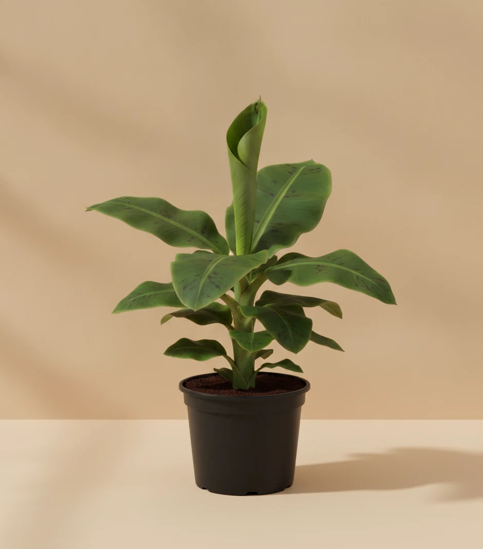 Banana Plant (Bananier nain)