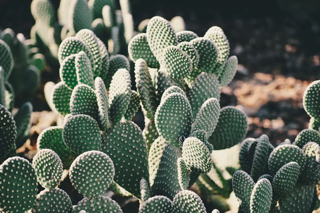 Bunny Ears Cactus (Cactus Raquette)