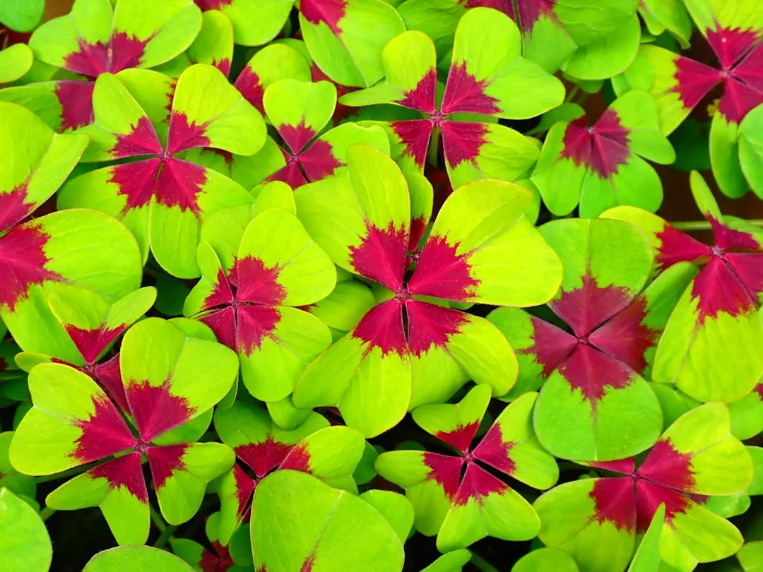 Iron Cross Oxalis (Oxalis Croix de Fer)