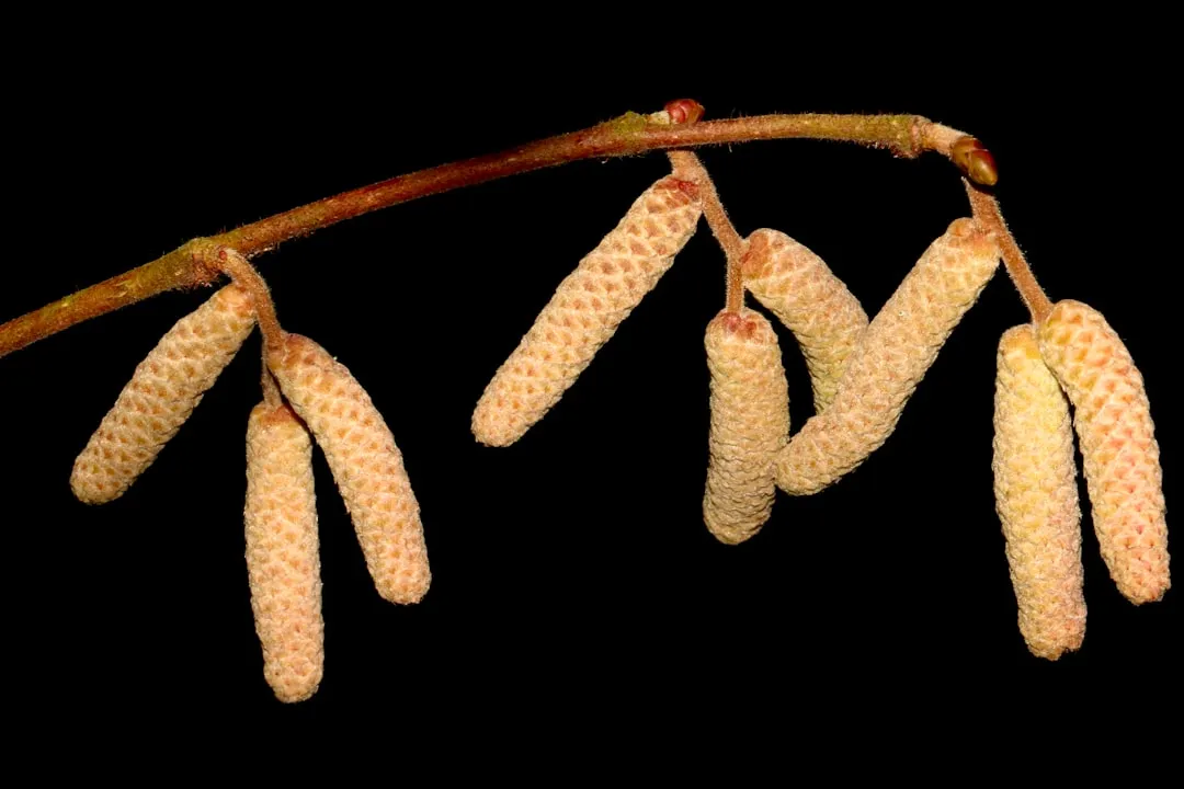 Watermelon Peperomia (Péperomia Pastèque)