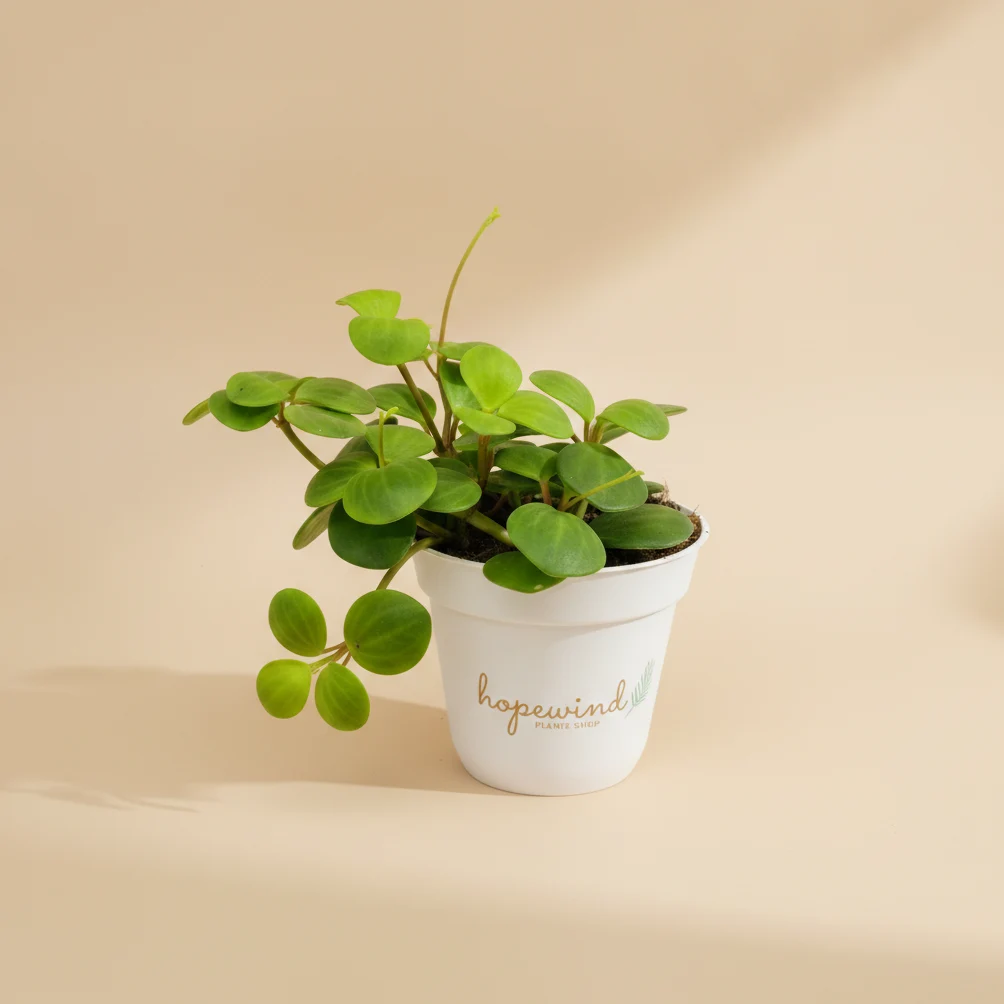 Peperomia Hope