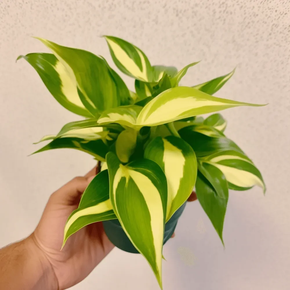 Cream Splash Philodendron
