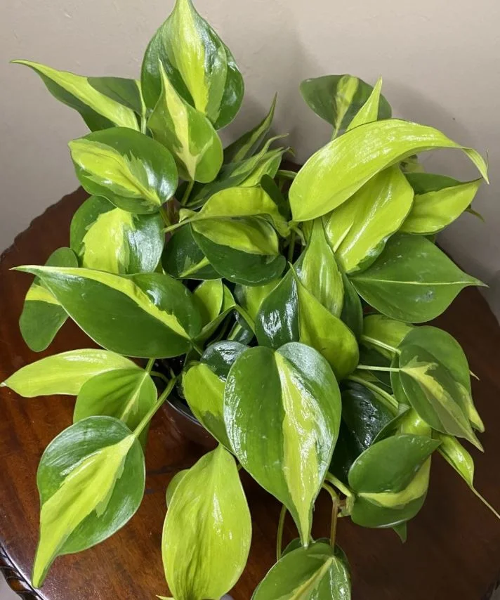 Brasil Philodendron (Philodendron Brasil)