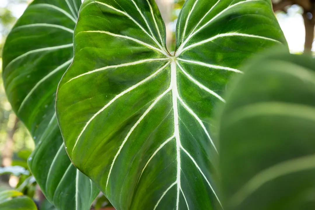 Velvet Philodendron (Philodendron Gloriosum)