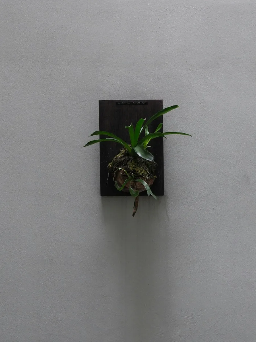 Staghorn Fern (Fougère Corne de Cerf)