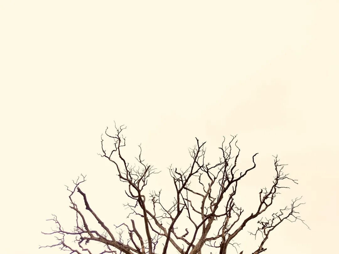 Umbrella Plant (Schefflera)