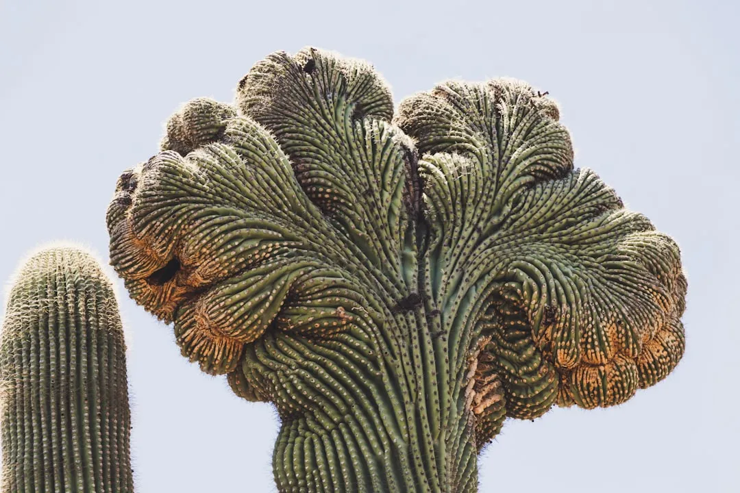 Fishbone Cactus (Cactus Zig Zag)