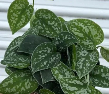 Silver Ann Scindapsus