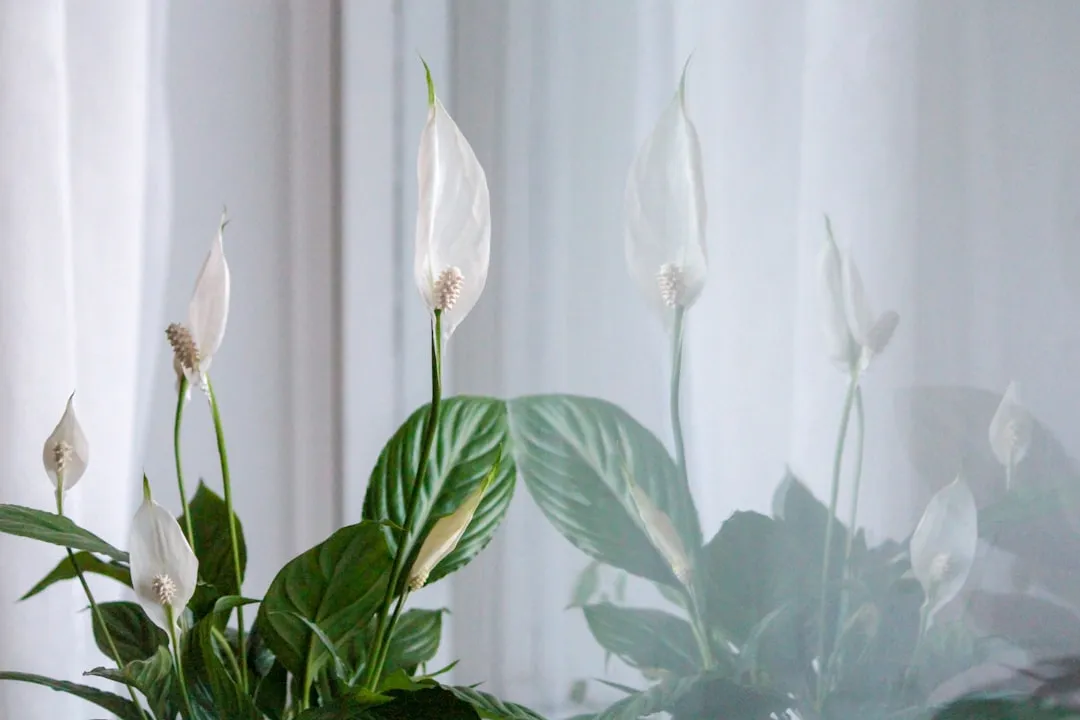 Peace Lily (Fleur de Lune)