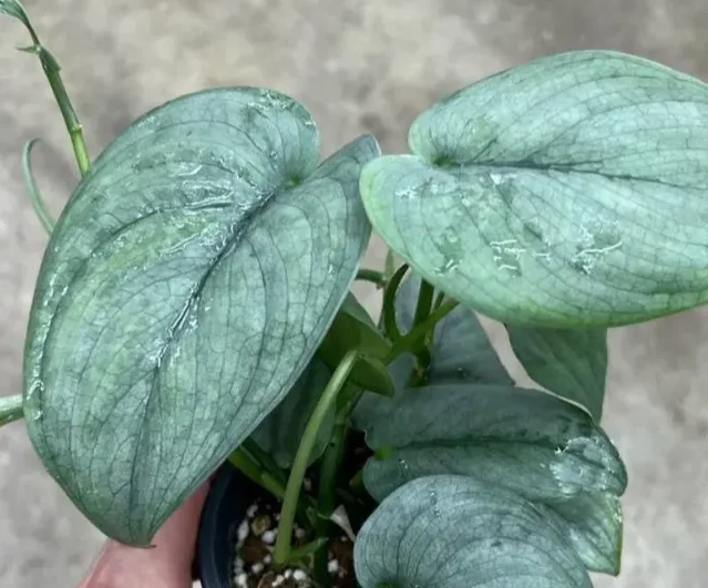 Silver Tattoo Scindapsus