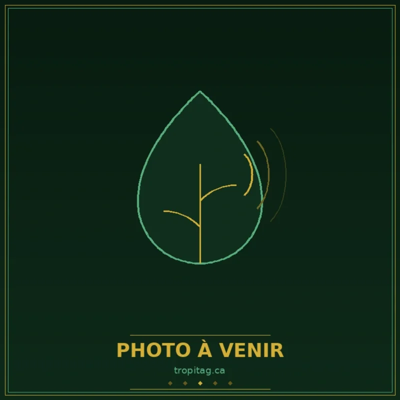 Pink Princess Philodendron