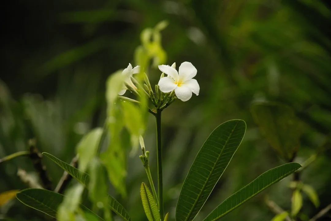 Tree Philodendron (Philodendron Selloum)