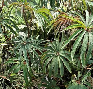 Palm-leaf Begonia