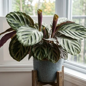 Medallion Prayer Plant (Calathea Medallion)