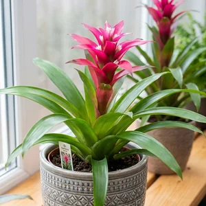 Guzmania (Guzmania Orange)