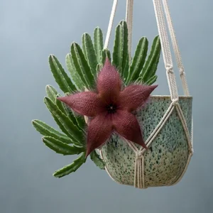 Starfish Flower