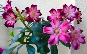 Desert Rose (Rose du Désert)