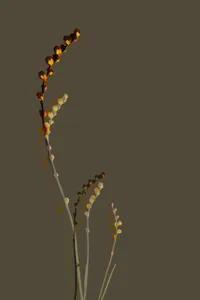 Lipstick Plant