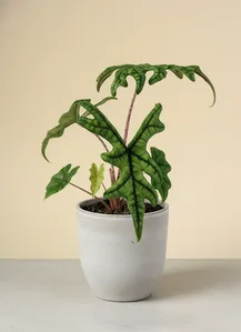 Jacklyn Alocasia (Alocasia Jacklyn)