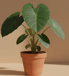 Giant Taro (Alocasia Géant Taro)