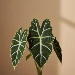 Green Velvet Alocasia