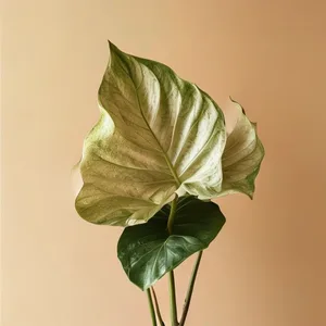 Night-Scented Lily (Alocasia Odorante)