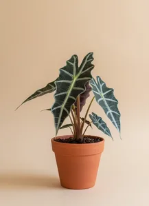 Kris Plant (Alocasia Kris)