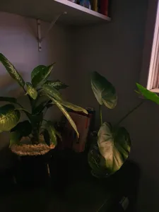 Hardy Elephant Ear