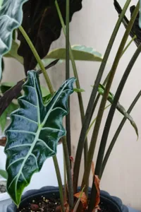 African Mask Plant