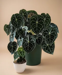 Anthurium Clarinervium