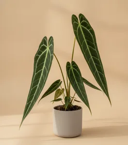 Queen Anthurium