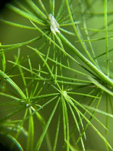 Asparagus Fern (Asperge ornementale)