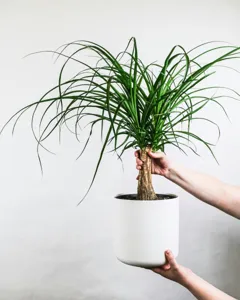 Ponytail Palm (Pied d'Éléphant)