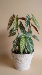 Angel Wing Begonia (Bégonia Tamaya)
