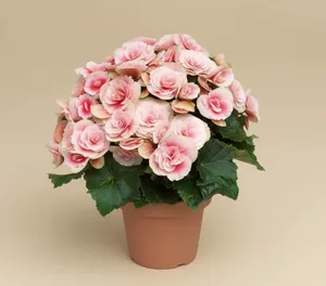 Rieger Begonia (Bégonia Élatior)
