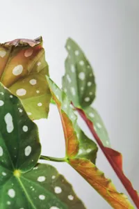 Polka Dot Begonia (Bégonia Maculata)