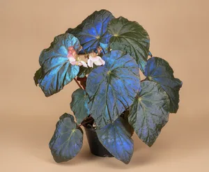Peacock Begonia (Bégonia Paon)