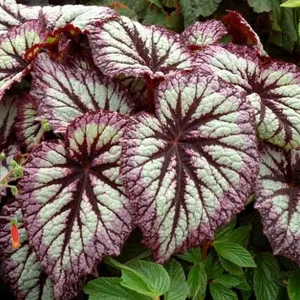 Rex Begonia (Bégonia Rex)