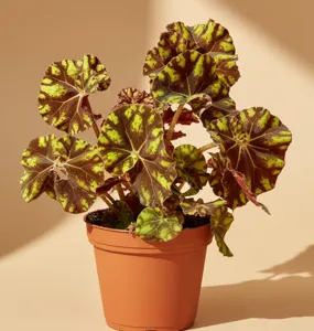 Rex Begonia Zumba