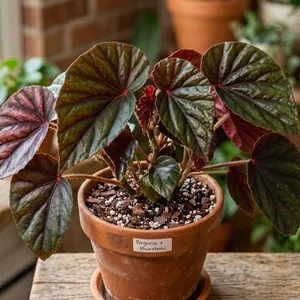 Thurston Begonia (Bégonia de Thurston)
