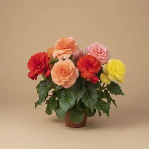 Tuberous Begonia (Bégonia Tubéreux)