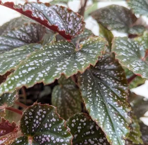 Angel Wing Begonia (Bégonia Aile d'Ange)