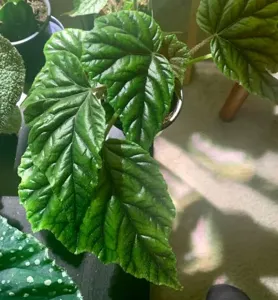 Metallic Begonia