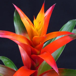 Bromeliad (Broméliacée)