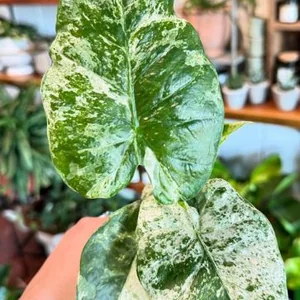 Alocasia Camouflage